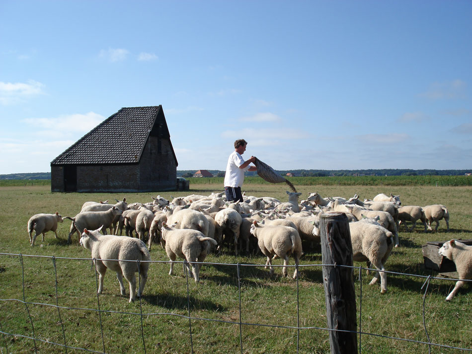 Arjen met Texelse Schapen en Lammeren bij schapenboet